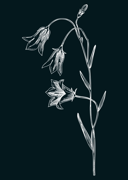 Harebell vector illustration. Hand drawn bluebell - summer flower sketch. Wildflower, meadows, weeds, flowering plant drawing on chalkboard. Floral design element in engraved style